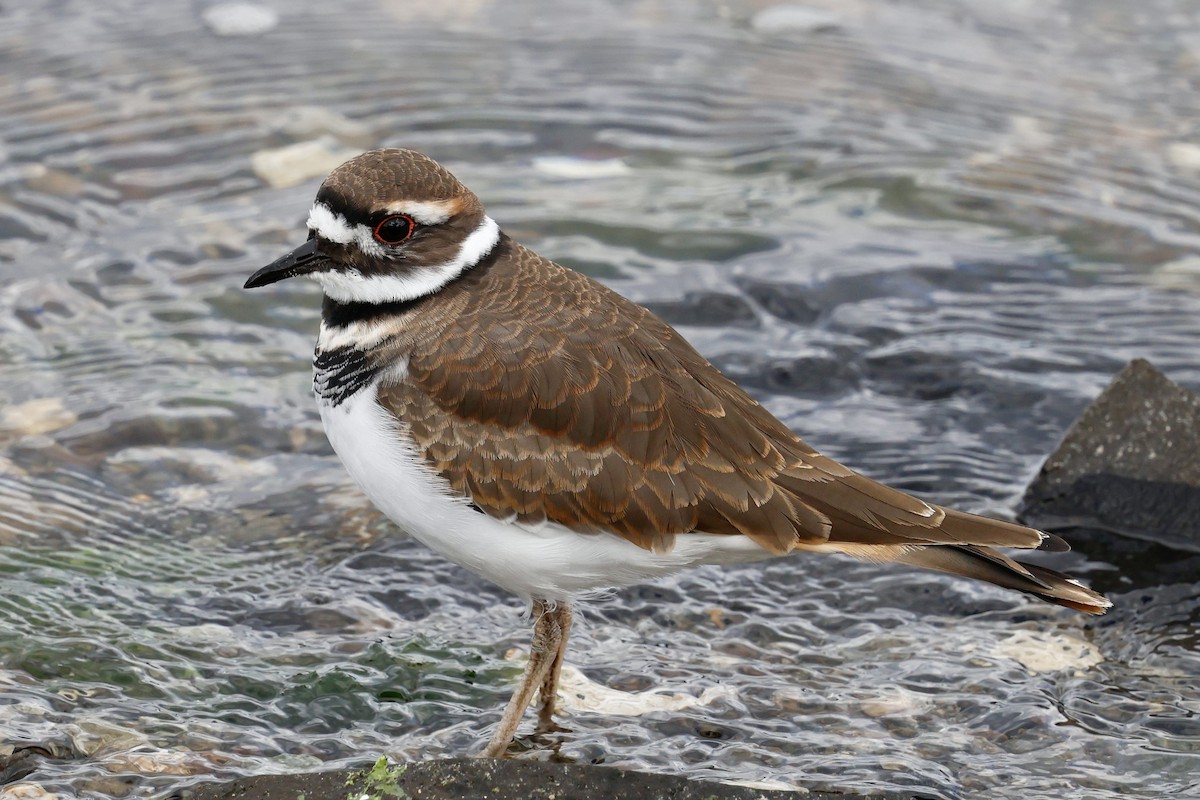 Killdeer - ML642725109