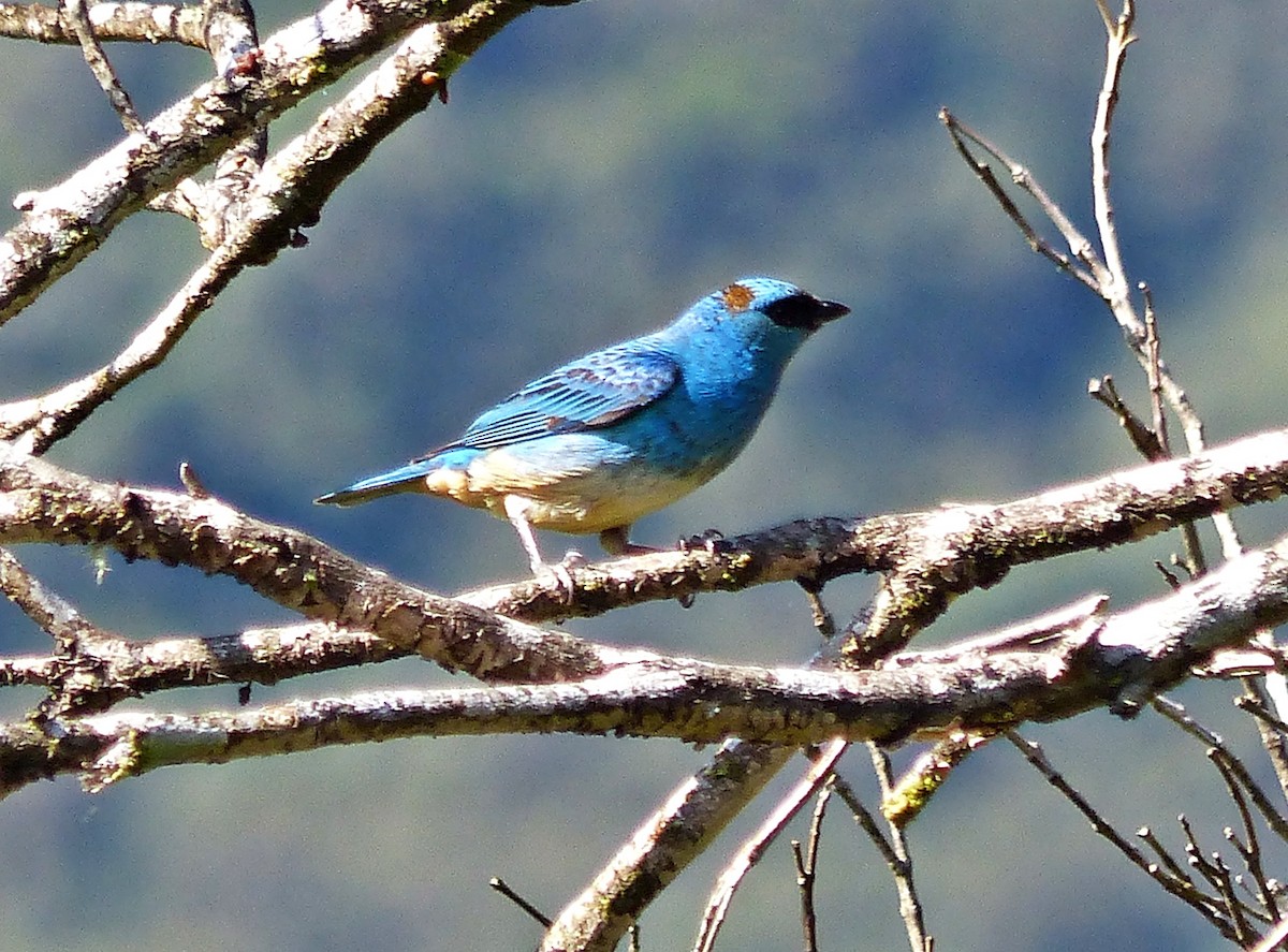 Golden-naped Tanager - ML642725112