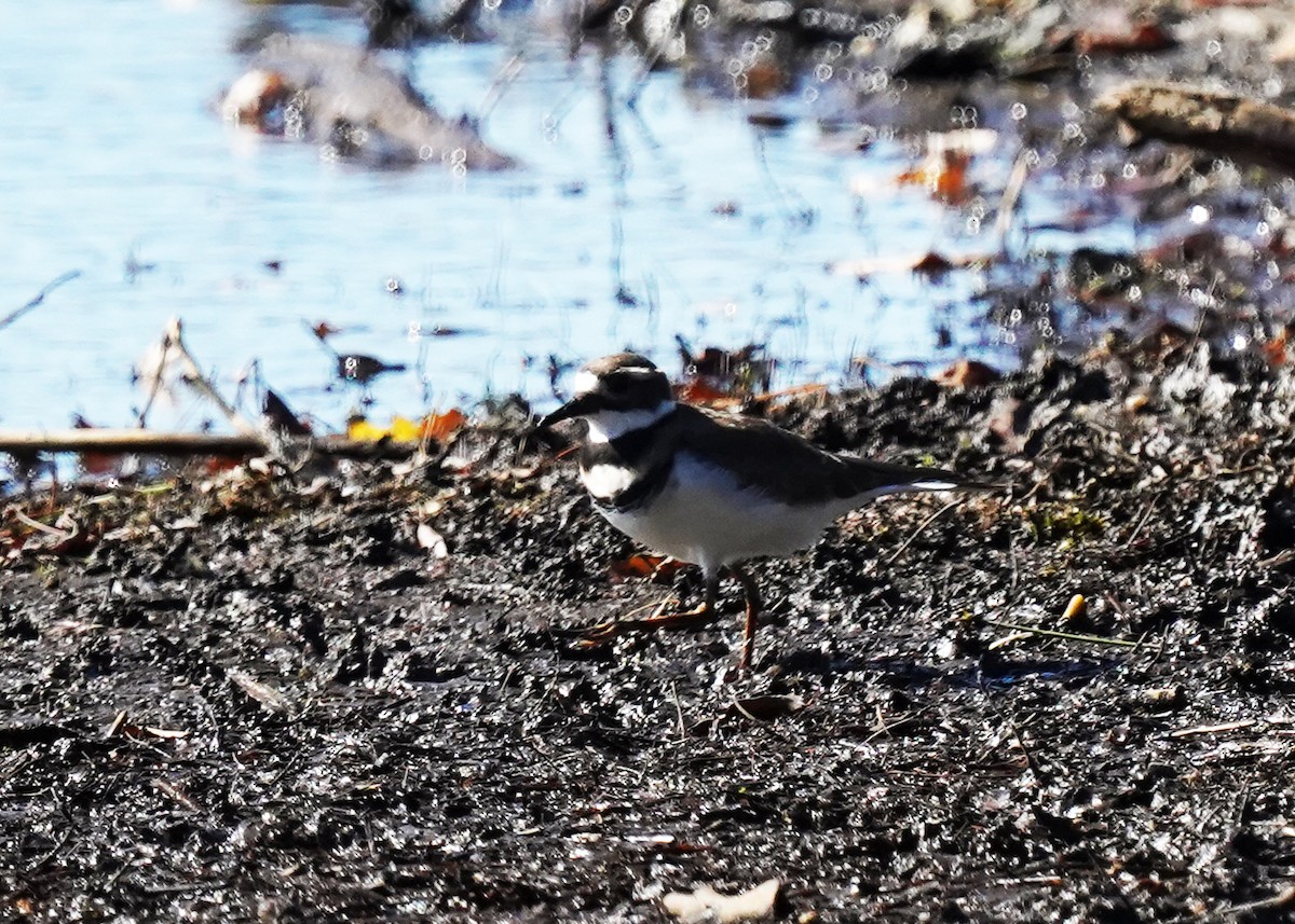 Killdeer - ML642725114