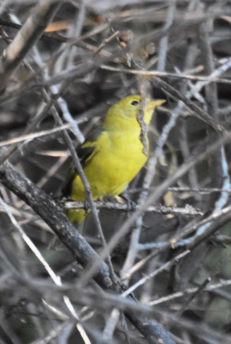 Western Tanager - ML642725118