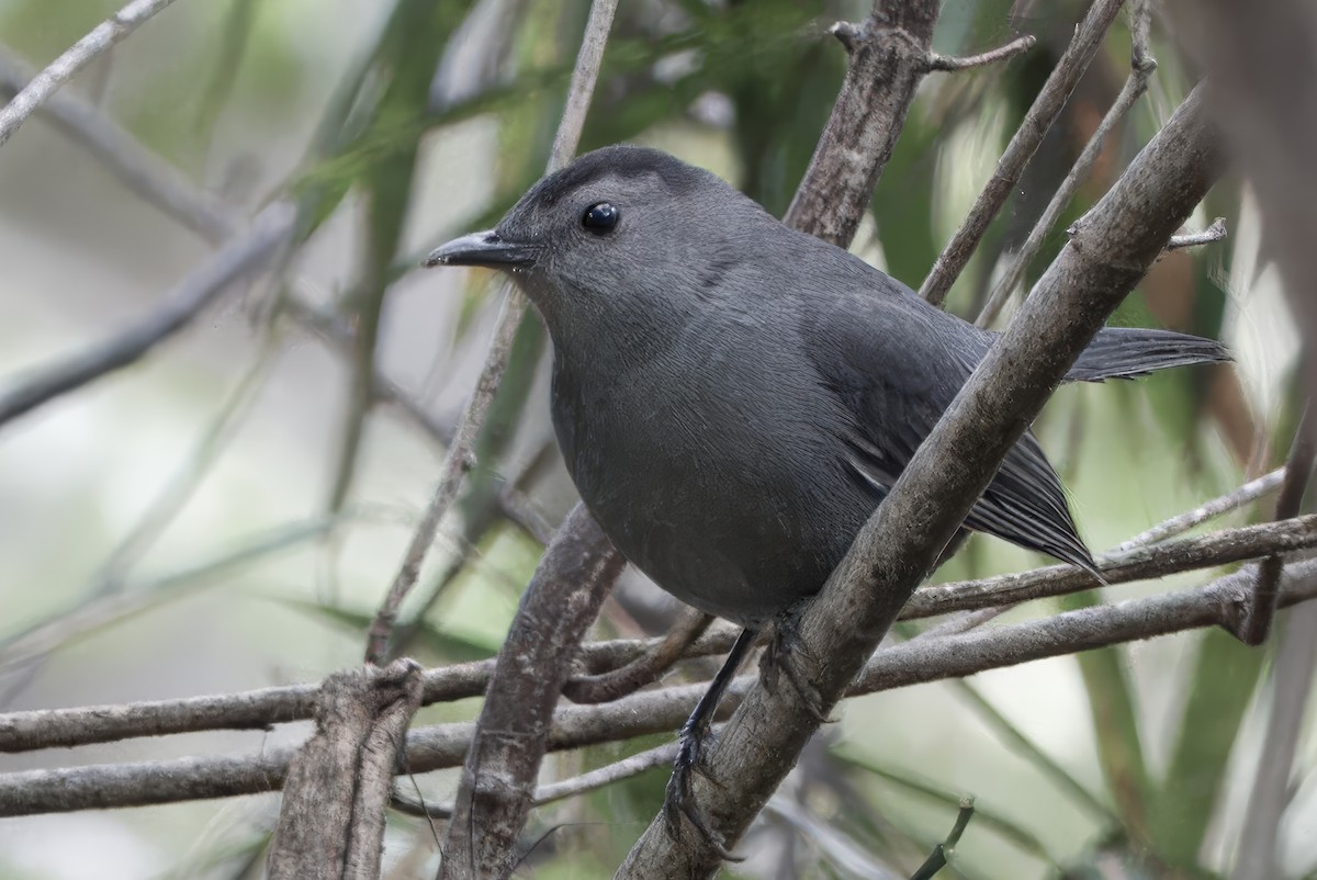 Gray Catbird - ML642725124