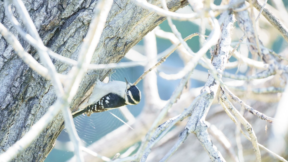 Downy Woodpecker - ML642725137