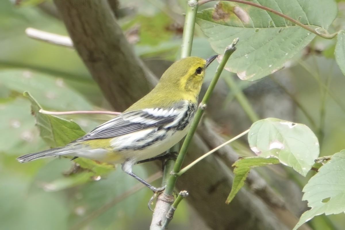 Black-throated Green Warbler - ML642725150