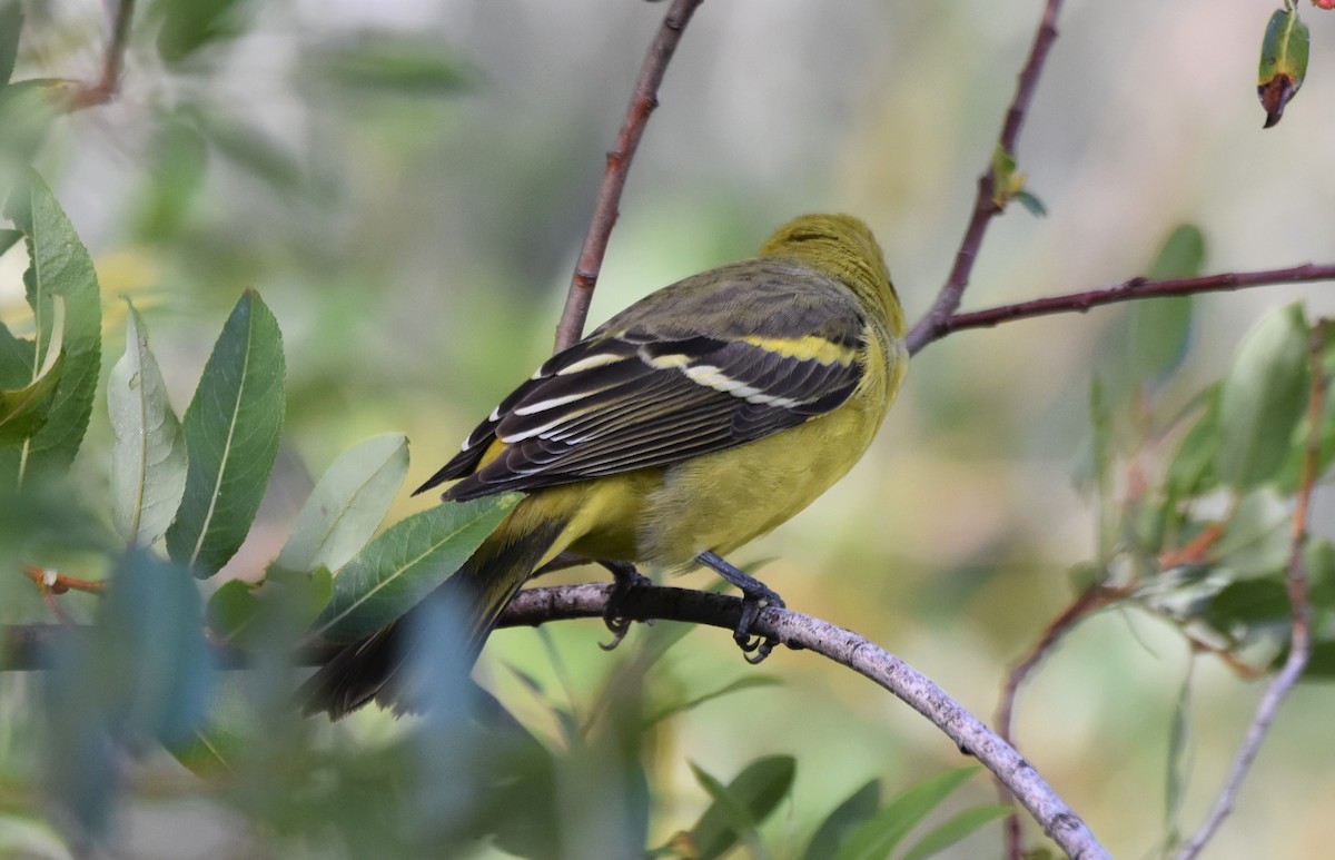 Western Tanager - ML642725152