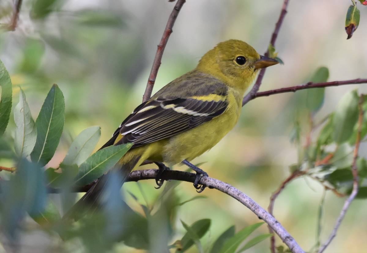 Western Tanager - ML642725174