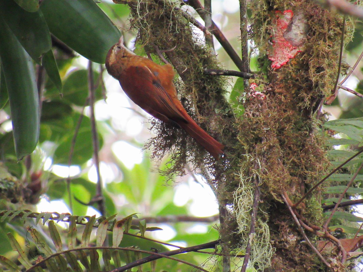 Ruddy Treerunner - ML642725180