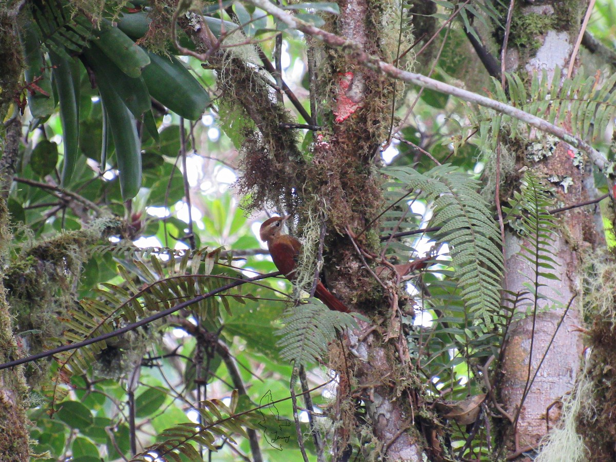 Ruddy Treerunner - ML642725181