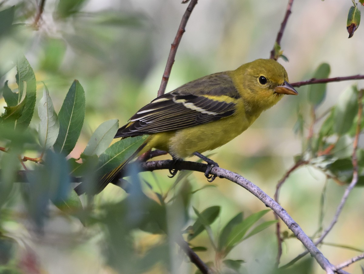 Western Tanager - ML642725187