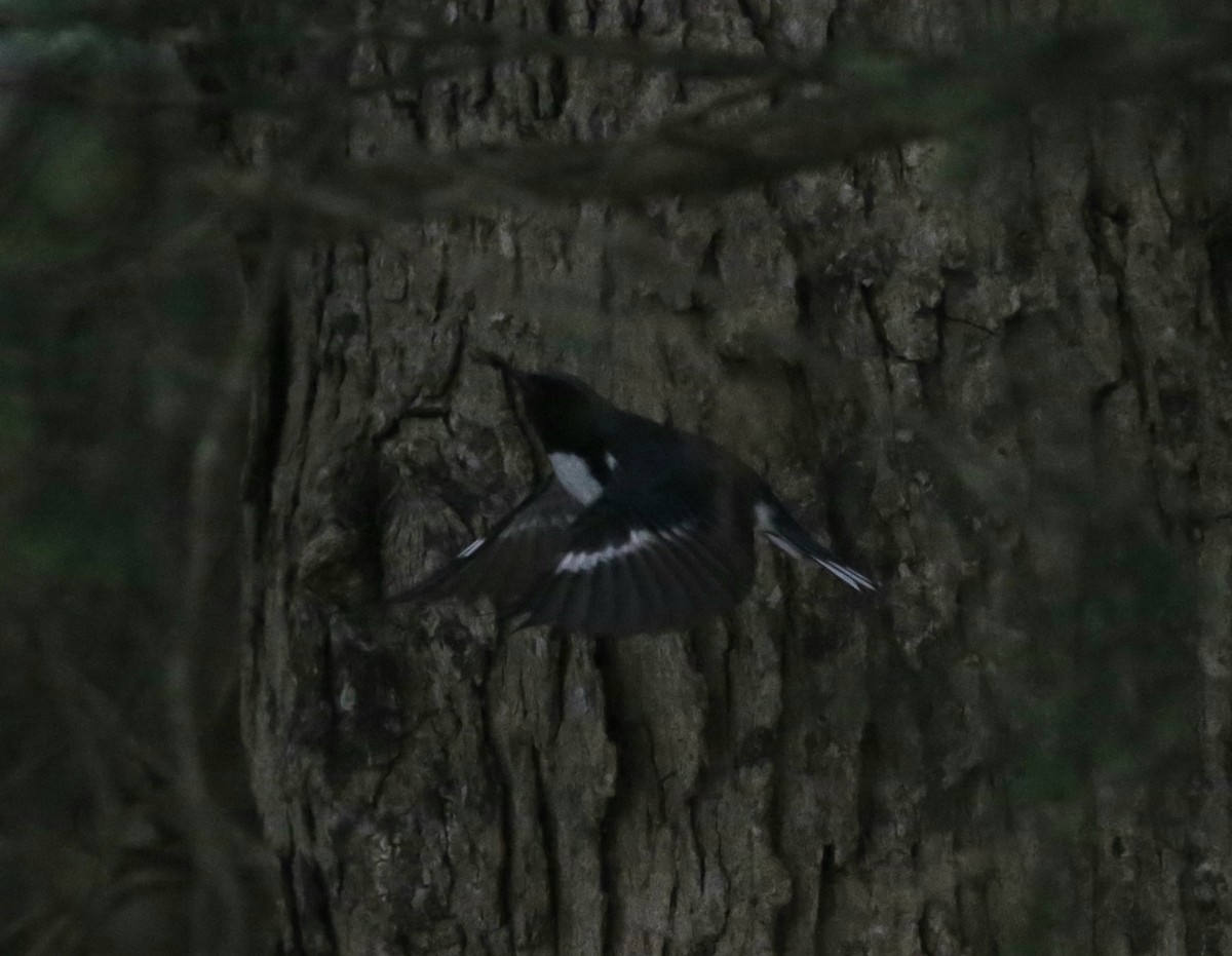 Black-throated Blue Warbler - ML642725189