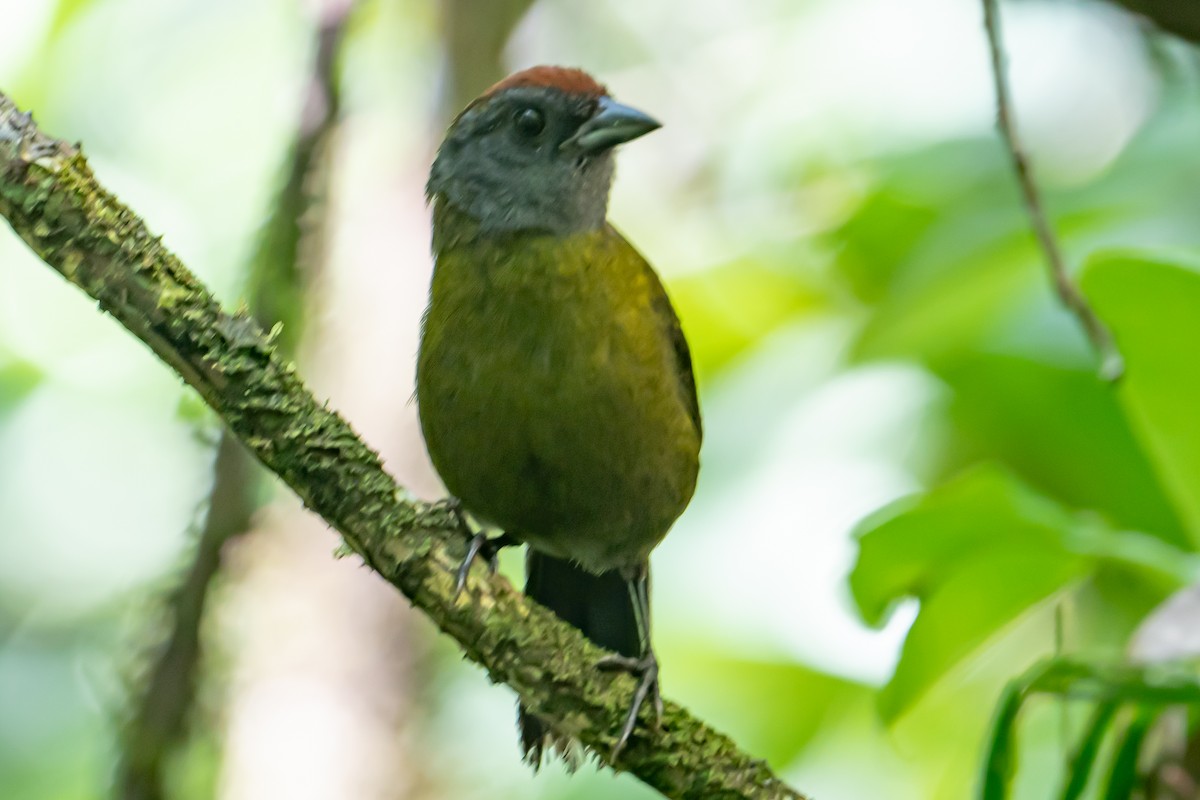Olive Finch - ML642725191