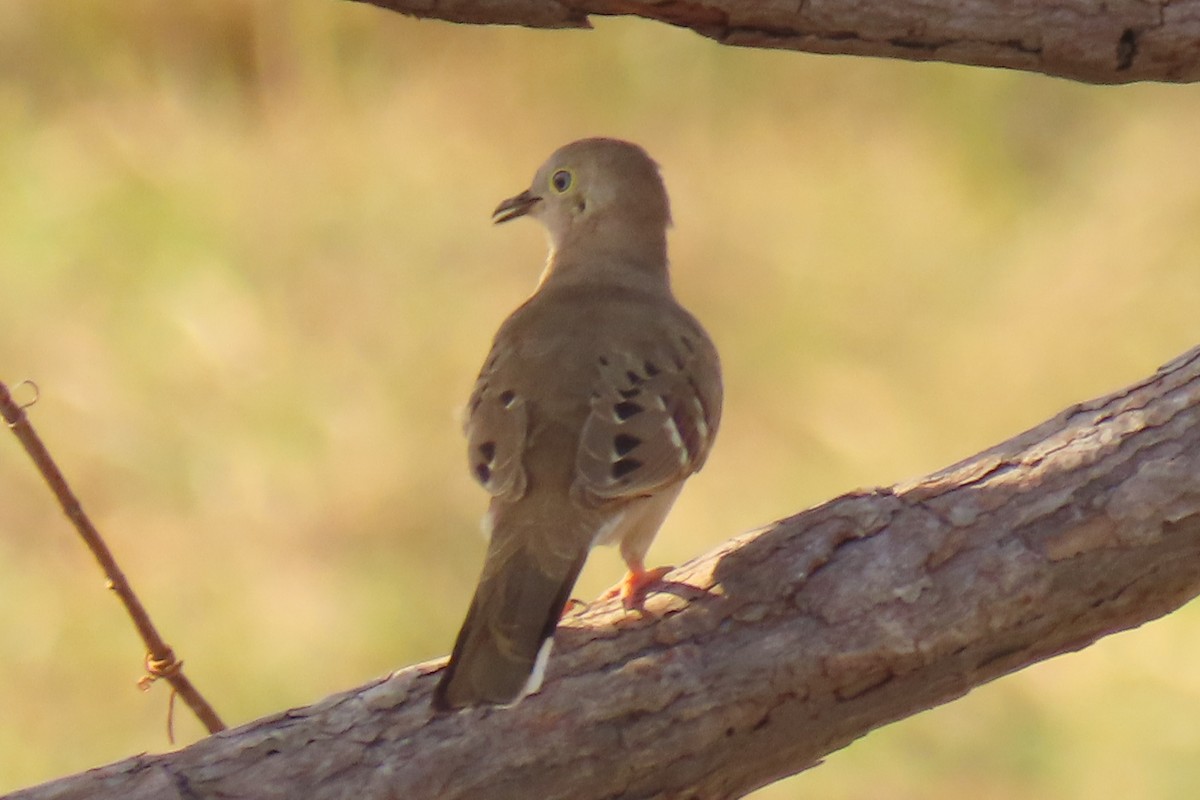 Long-tailed Ground Dove - ML642725198