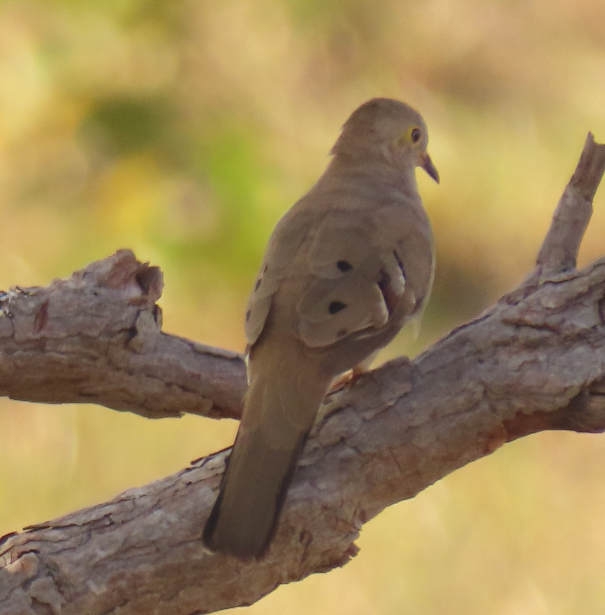 Long-tailed Ground Dove - ML642725199