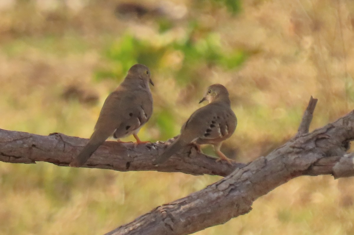 Long-tailed Ground Dove - ML642725200
