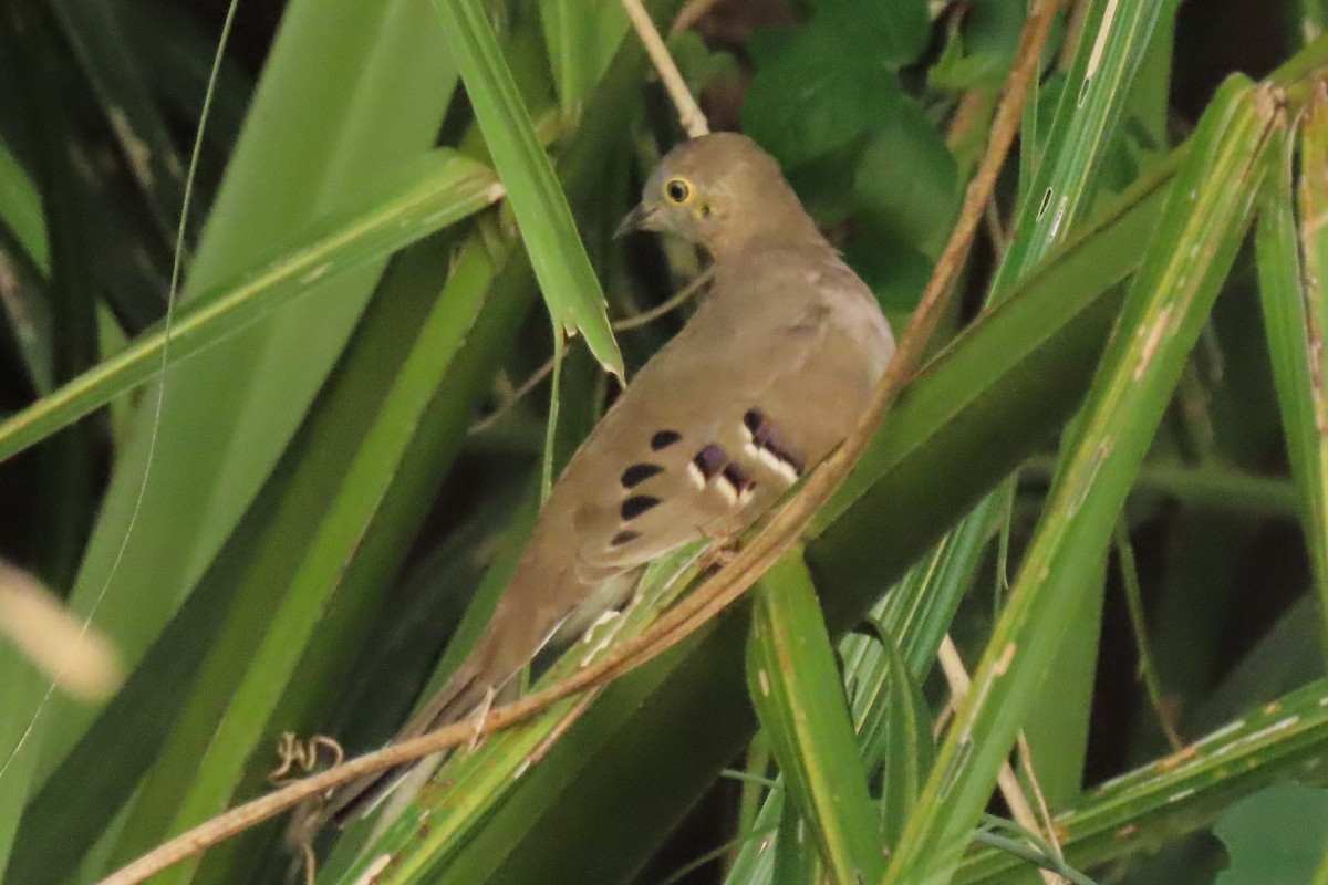 Long-tailed Ground Dove - ML642725201