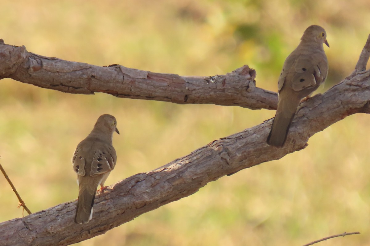 Long-tailed Ground Dove - ML642725202