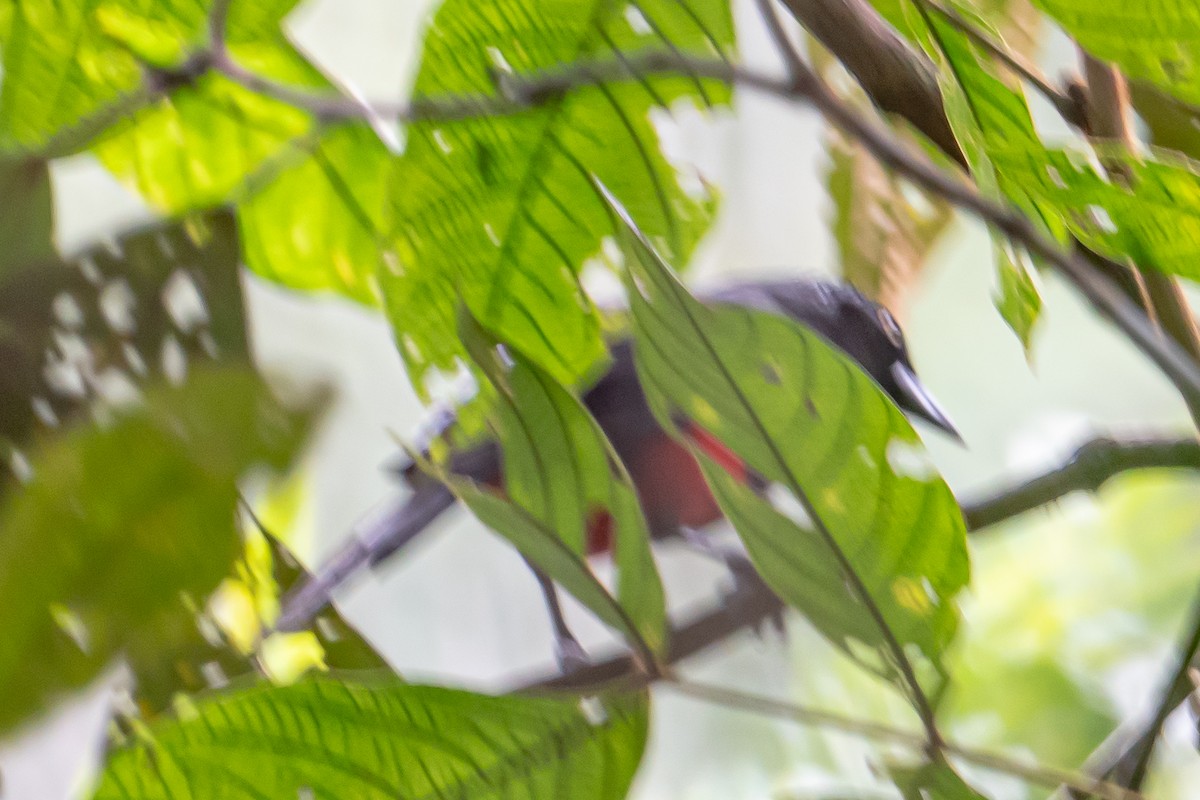 Red-bellied Grackle - ML642725215