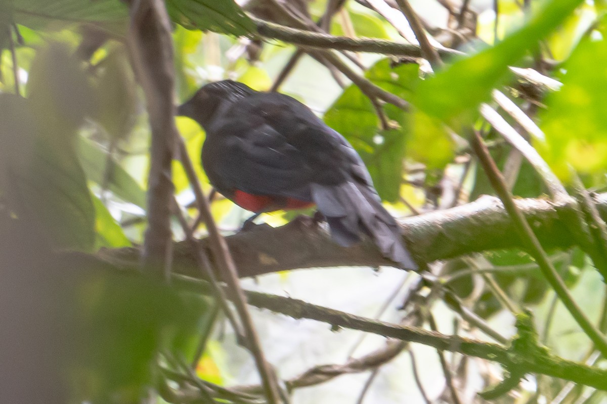 Red-bellied Grackle - ML642725218