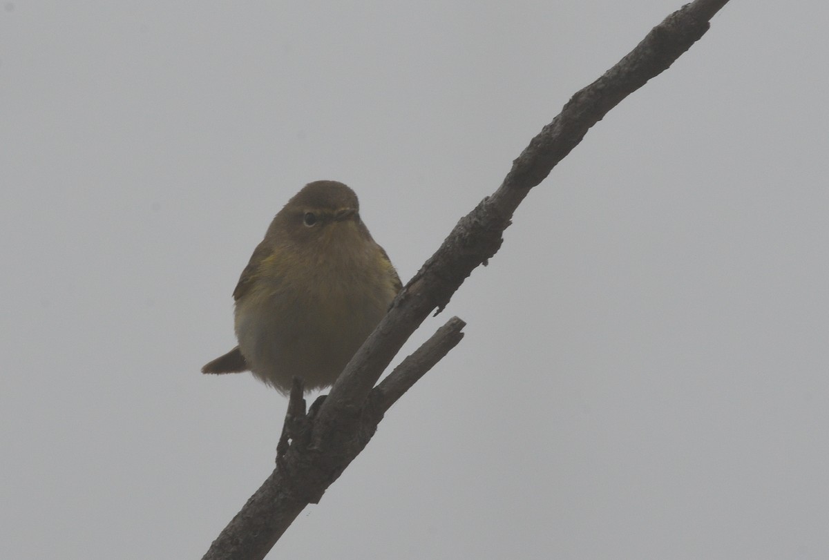 Урианхайн дууч шувуу - ML642725219