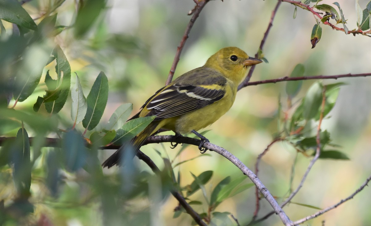 Western Tanager - ML642725221