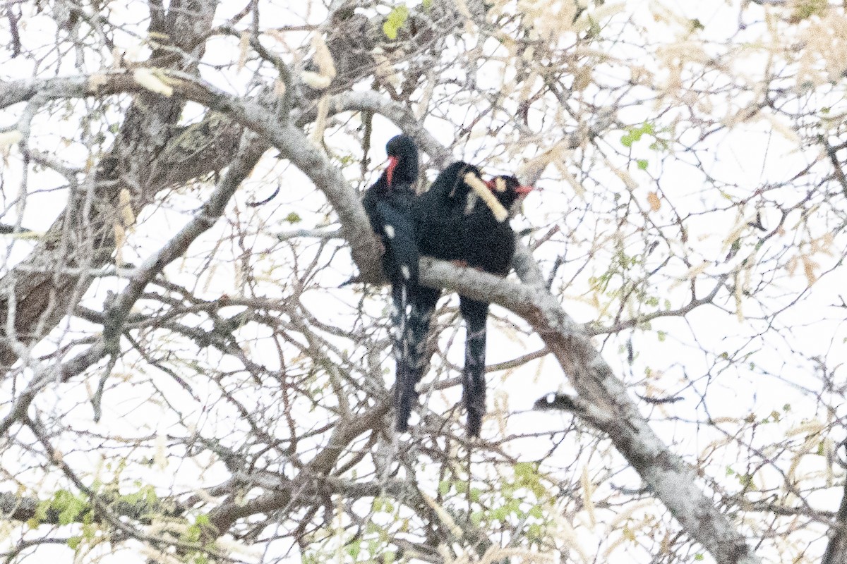 Green Woodhoopoe - ML642725238