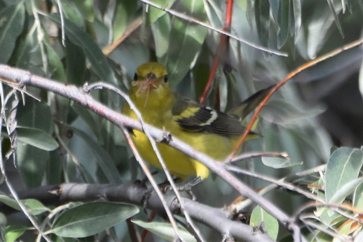 Western Tanager - ML642725251