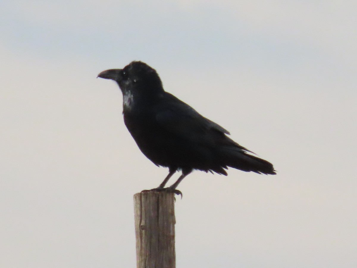 Chihuahuan Raven - ML642725253