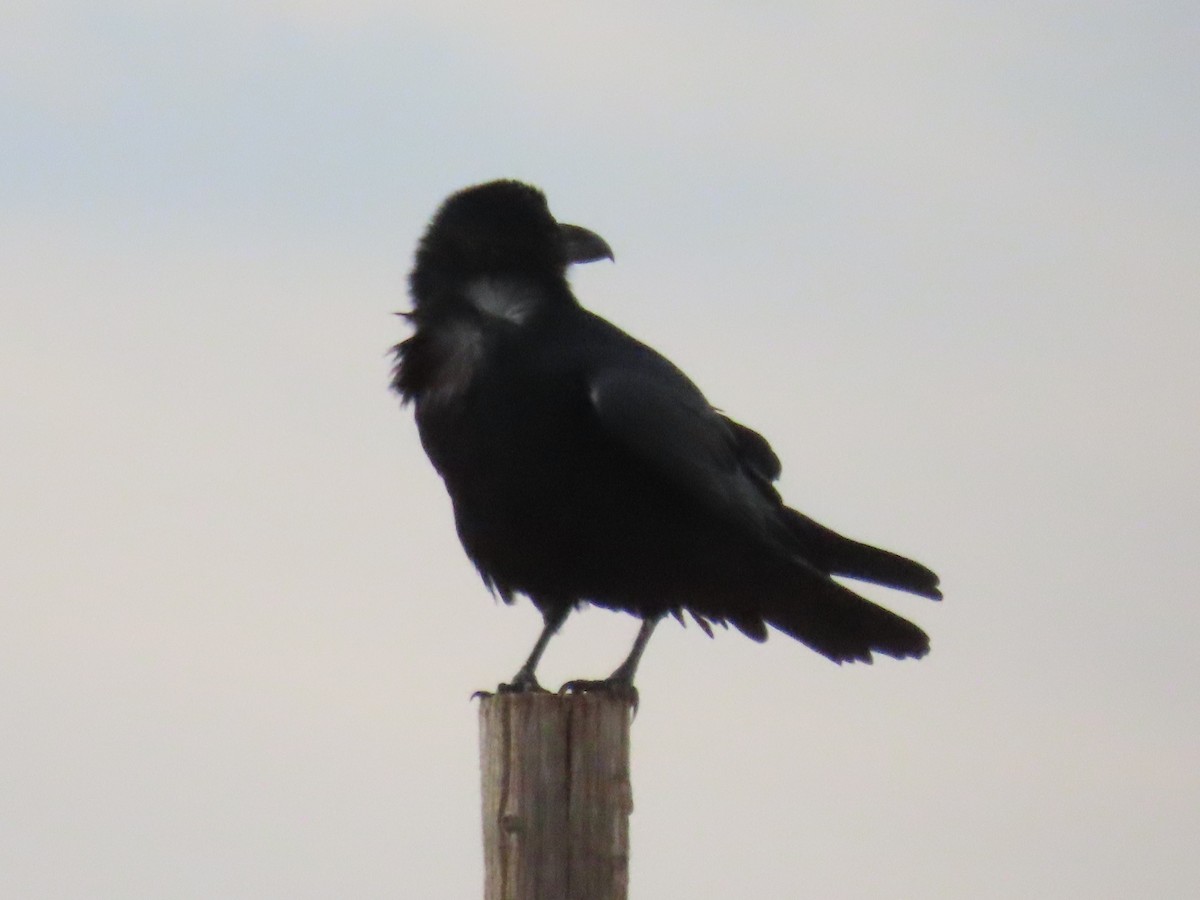 Chihuahuan Raven - ML642725254