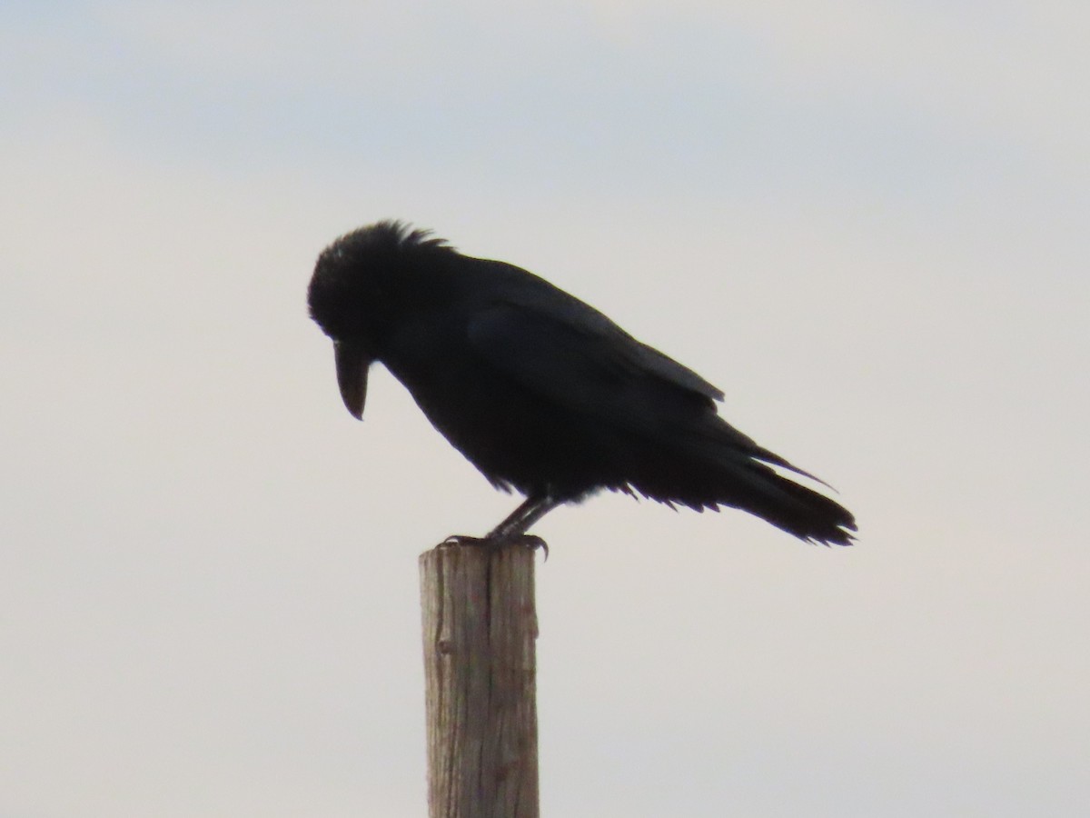 Chihuahuan Raven - ML642725255