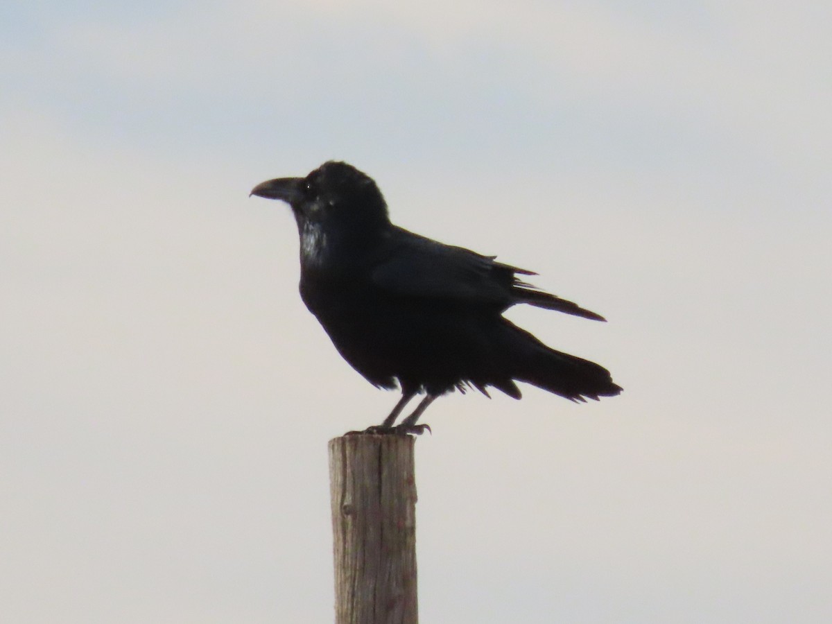 Chihuahuan Raven - ML642725256