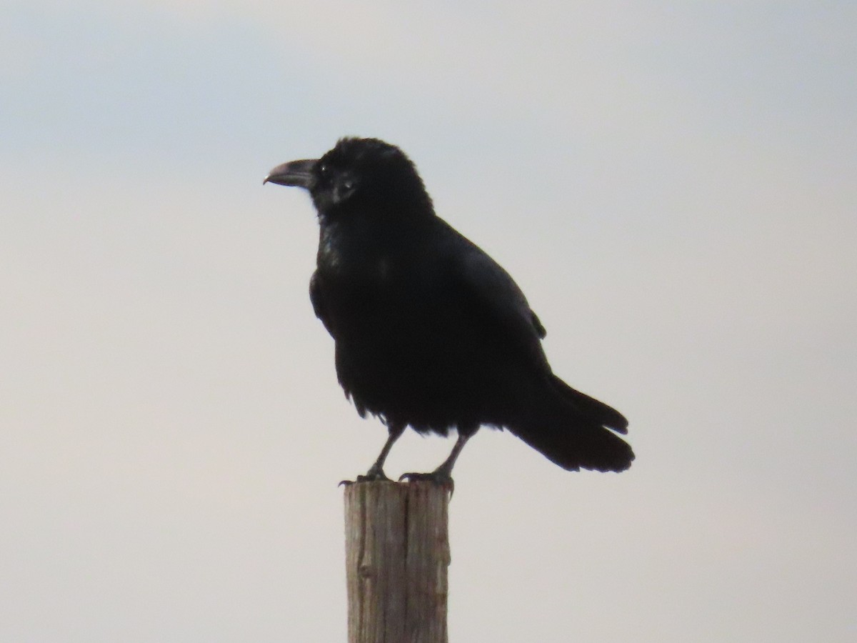 Chihuahuan Raven - ML642725258