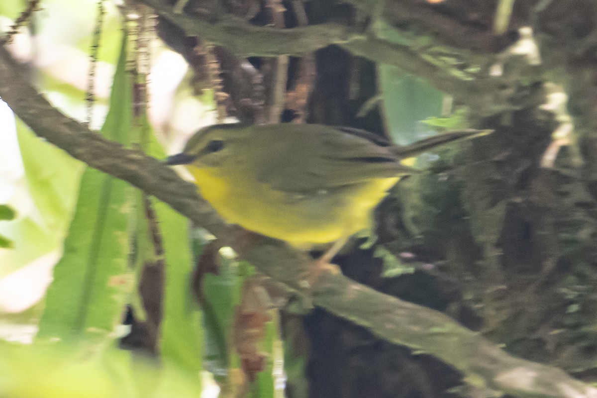 Choco Warbler - ML642725259