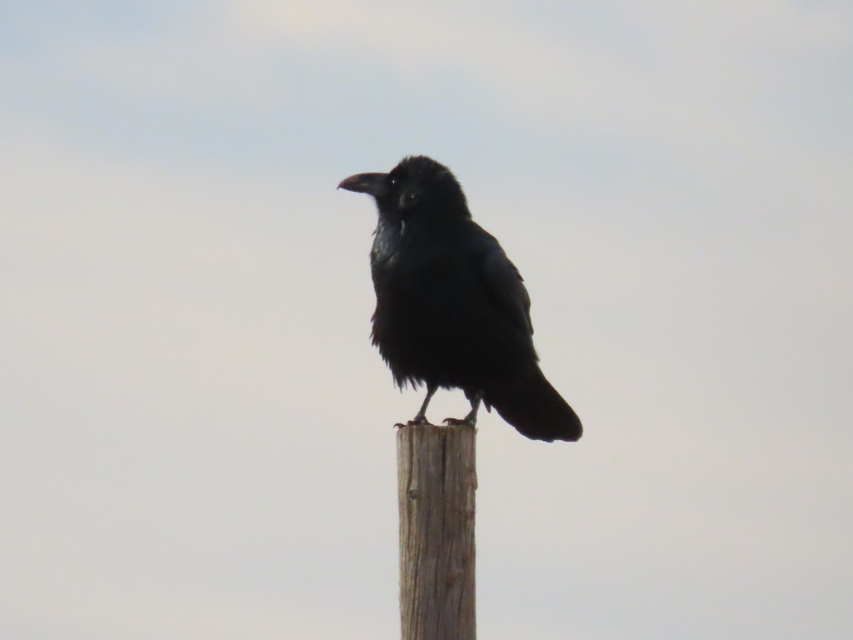 Chihuahuan Raven - ML642725261
