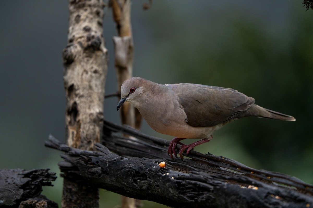 White-tipped Dove - ML642725263