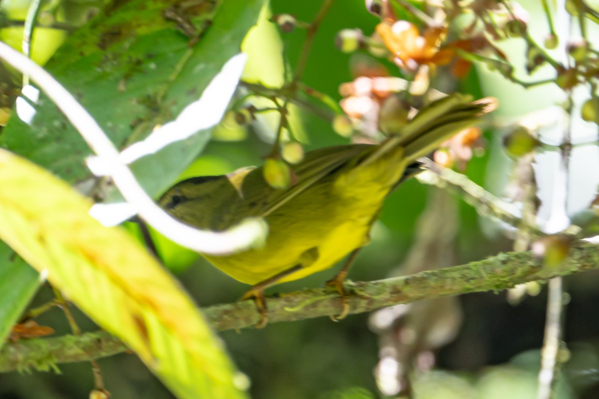 Choco Warbler - ML642725265
