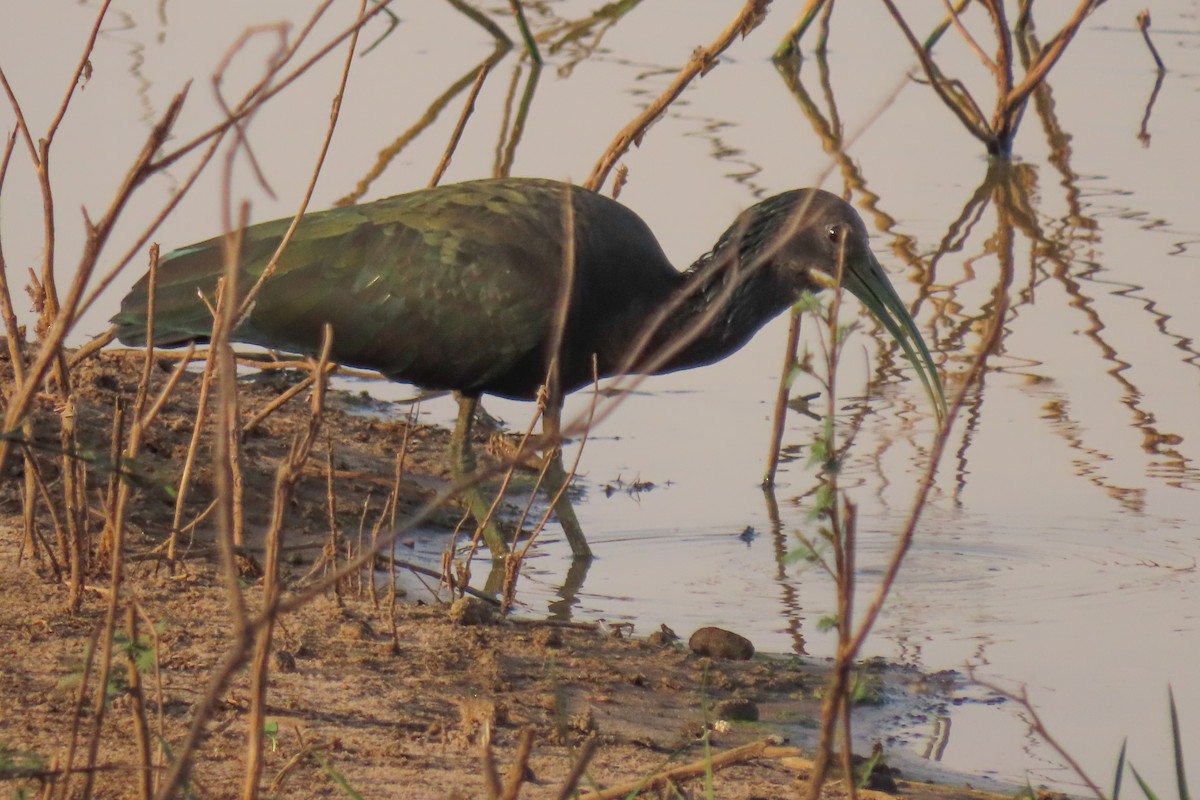 Green Ibis - ML642725267