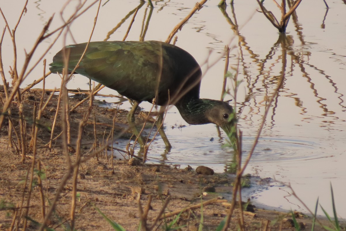 Green Ibis - ML642725268