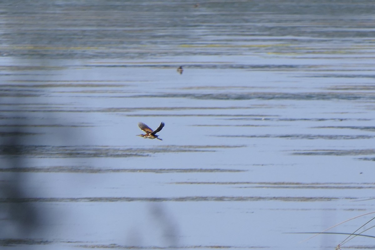 Least Bittern - ML642725294