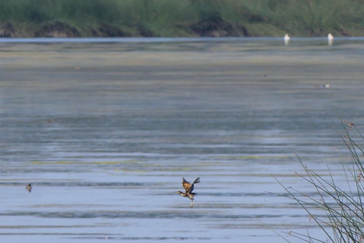 Least Bittern - ML642725296
