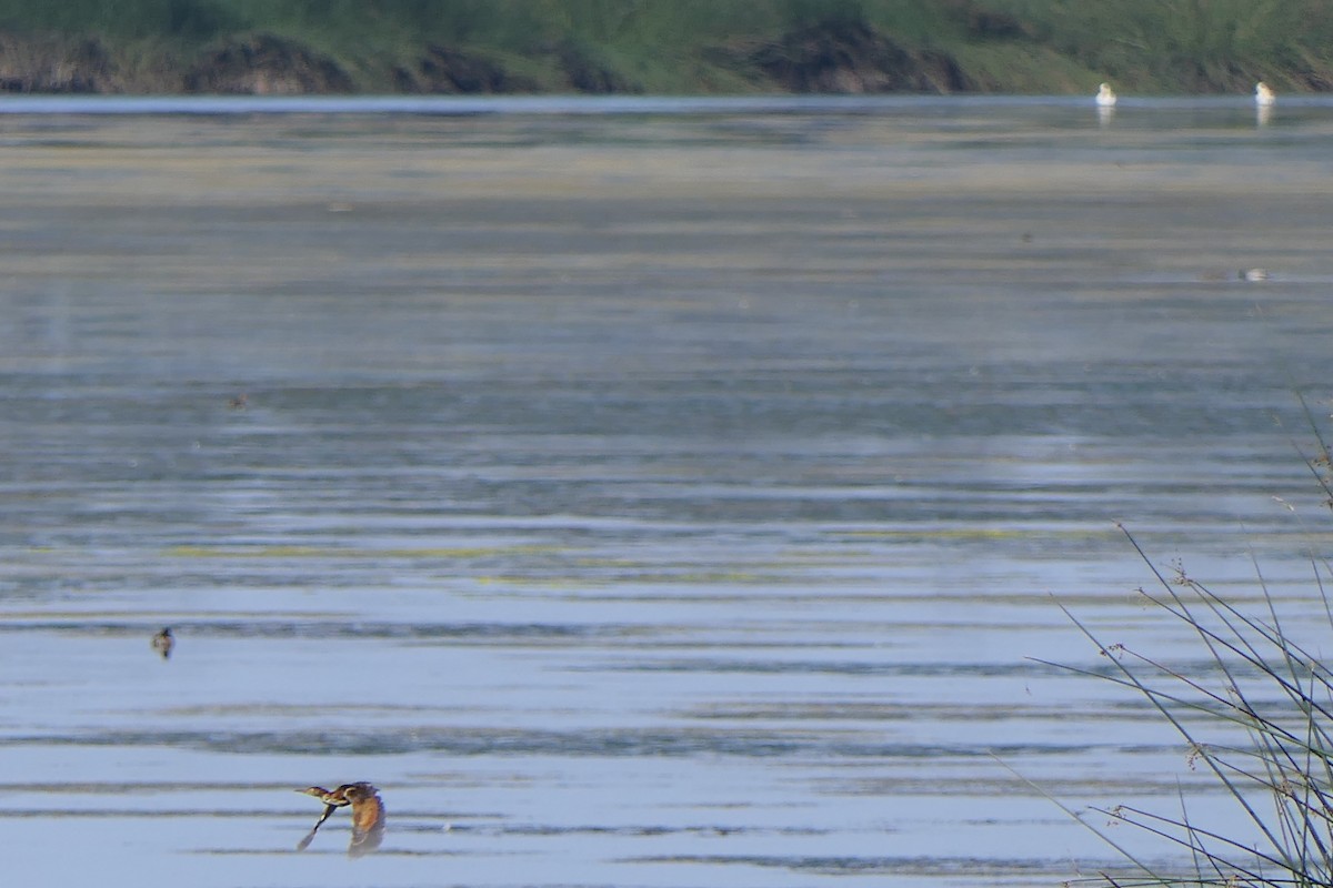 Least Bittern - ML642725297