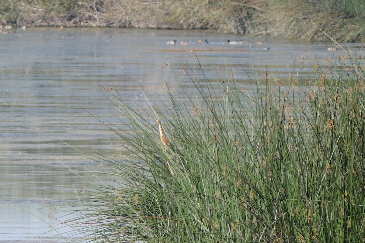 Least Bittern - ML642725299