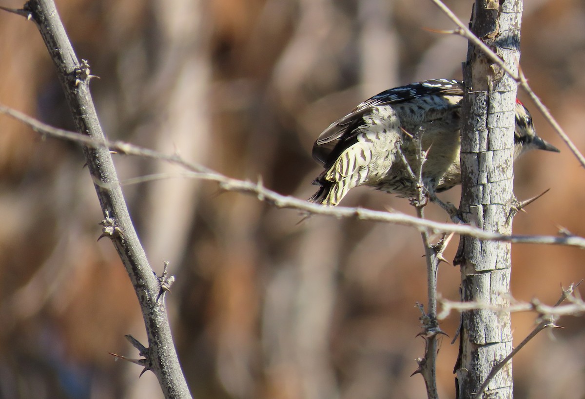 Ladder-backed Woodpecker - ML642725308