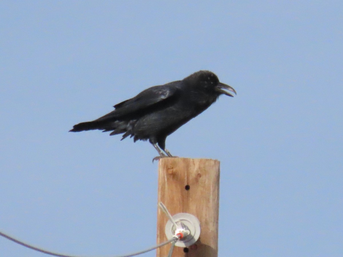 Chihuahuan Raven - ML642725312