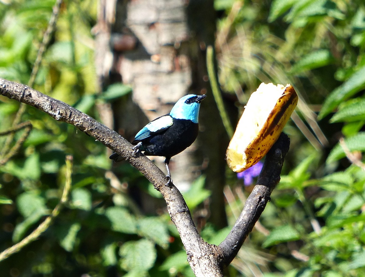 Blue-necked Tanager - ML642725333