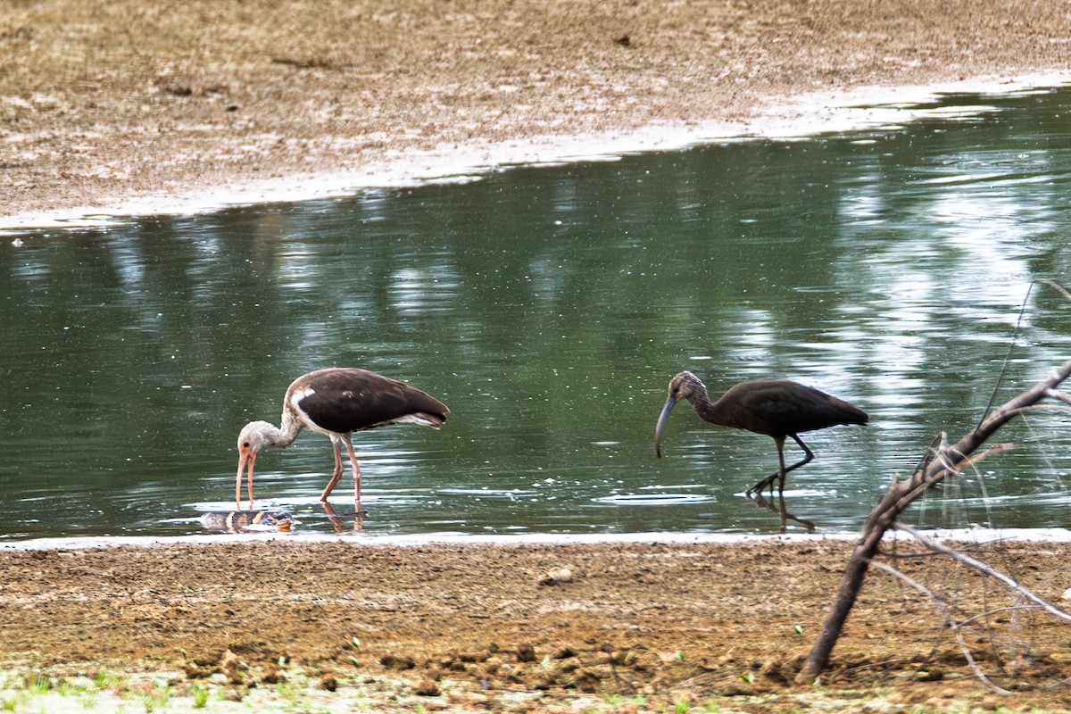 Glossy/White-faced Ibis - ML642725339