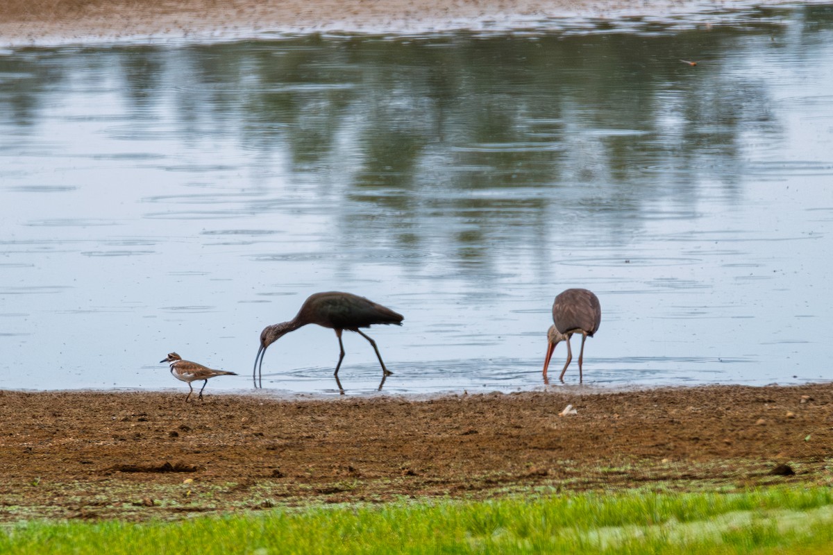 Glossy/White-faced Ibis - ML642725340