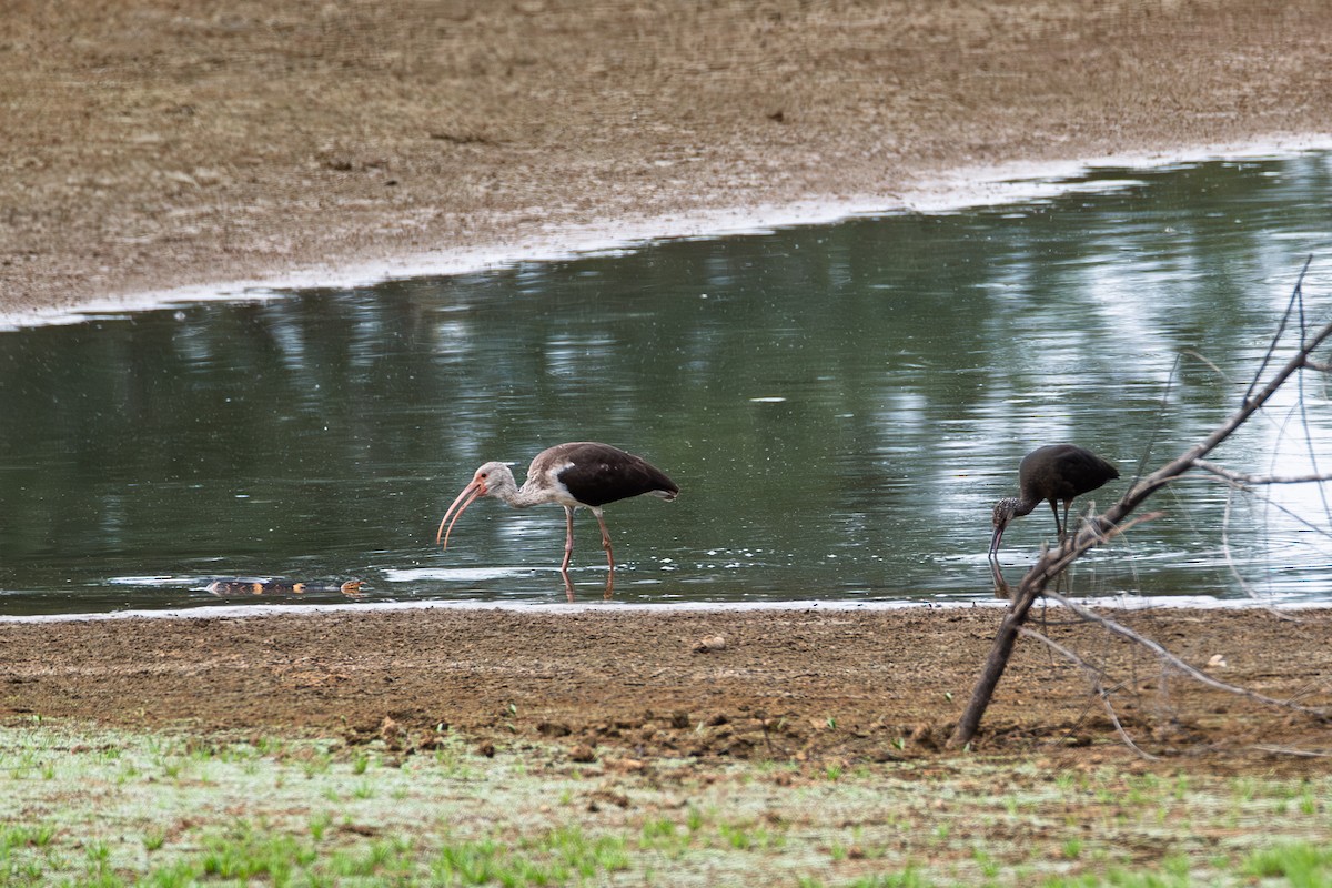 Glossy/White-faced Ibis - ML642725341