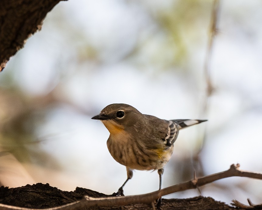 Yellow-rumped Warbler - ML642725346