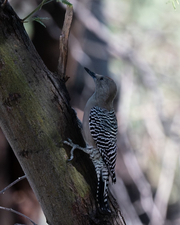 Gila Woodpecker - ML642725360