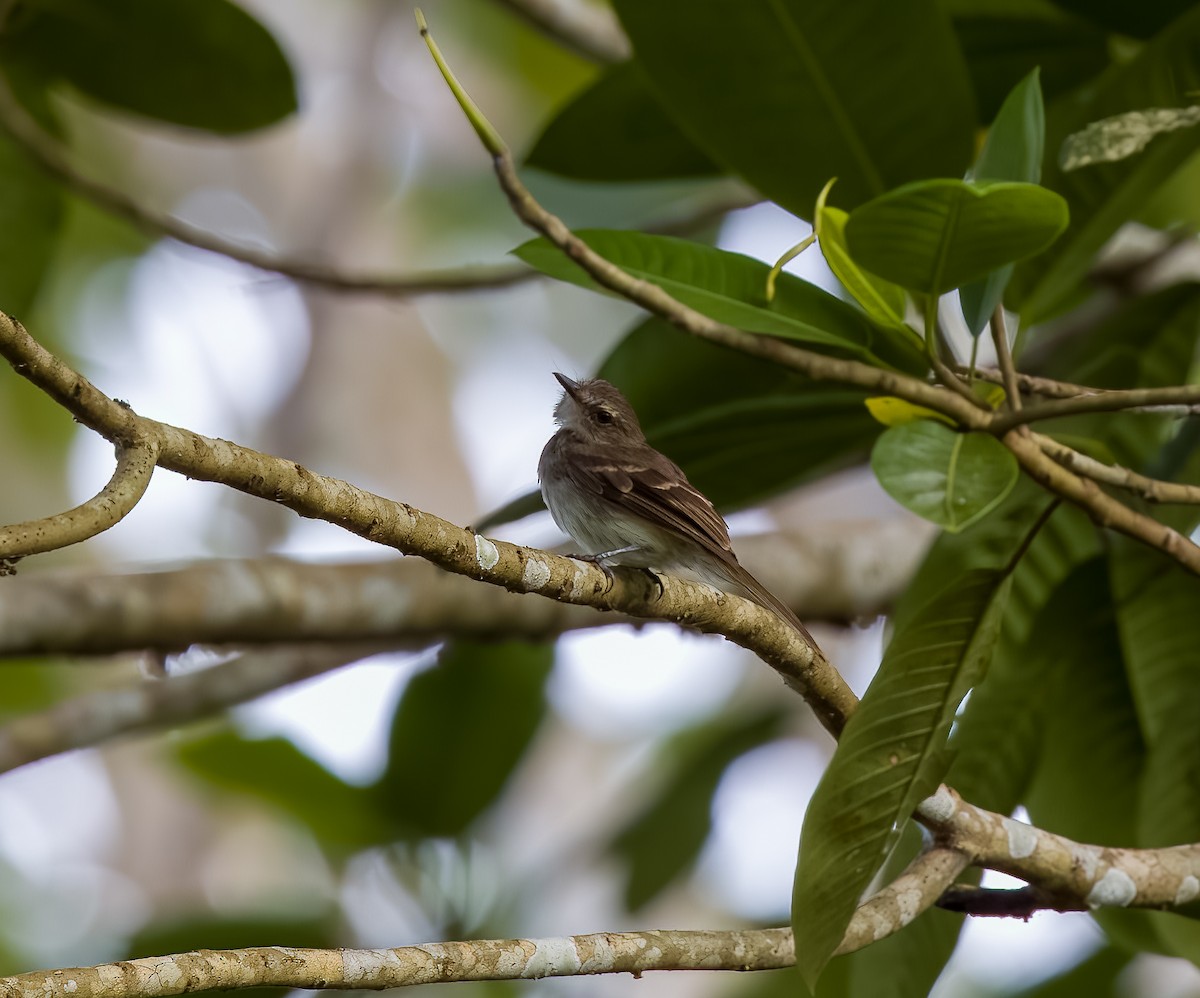 Fuscous Flycatcher - ML642725373