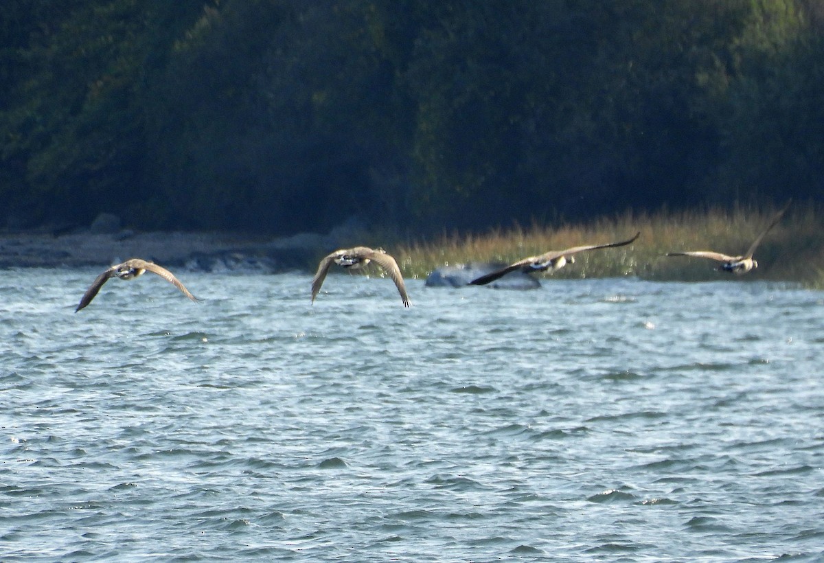 Canada Goose - ML642725375